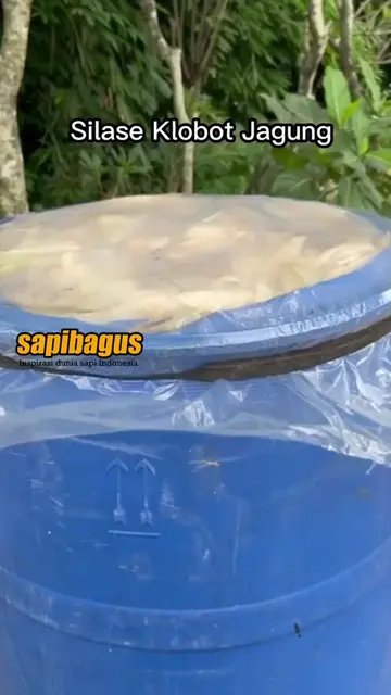 Silase-Klobot-Jagung